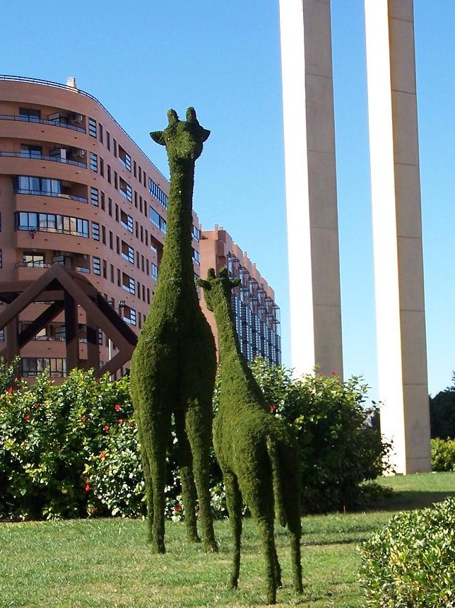 Giraffes standing